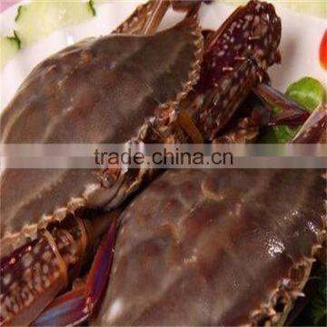 frozen chilled good quality yummy blue swimming crab