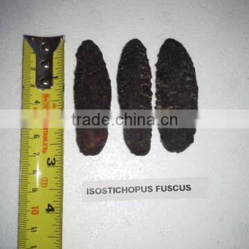 Isostichopus Fuscus photo-4