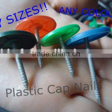 Plastic cap Stainless Steel Ring Shank Nail on sale