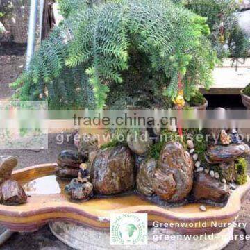 araucaria heterophylla potted bonsai trees