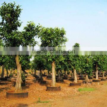 Ficus Altissima for Tropical Climate Garden Plants and Landscaping Trees photo-3