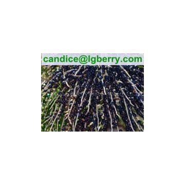 Natural Acai Berry Extract 5%-70%Anthocyanin/acai berry extract