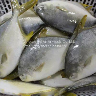 Frozen IQF Golden Pompano /golden Pomfret Fish photo-3