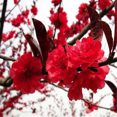 Price List of Small Prunus Persica Var. Duplex Seedlings, Quotation of Prunus Persica Var. Duplex, One Prunus Persica Var. Duplex Tree photo-2