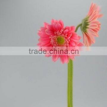 Fresh color Honey wedding gerbera flowers