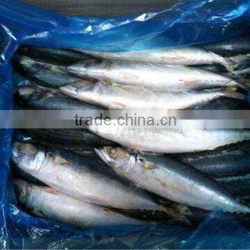 Frozen Pacific mackerel whole round