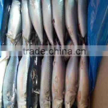 Frozen Pacifc Mackerel 300g up whole round