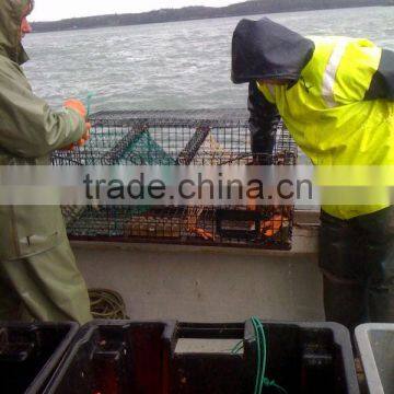 Live Candian Lobster photo-4