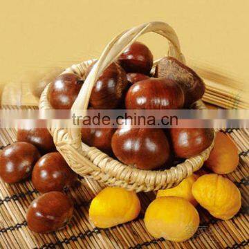 2016 Chinese Organic Fresh Raw Sweet Chestnuts for Sale