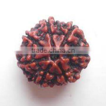 7-Face Rudraksha