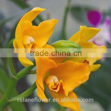 Quality Wholesale Yellow Natural Orchid Flower With 0.3kg/bundle From Yunnan, China