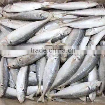 2016 latest and cheapest fresh frozen Horse Mackerel 8-10pcs/kg