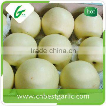 18kg bulk fresh crown pear