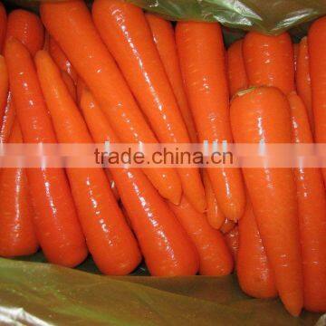 2011 new crop fresh carrot