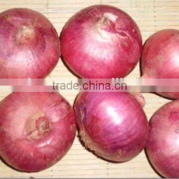 fresh Chinese red onion