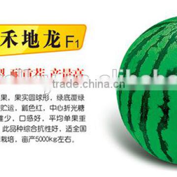 Chinese Hybrid F1 Sweet Watermelon Seed For Growing-Ground Dragon F1