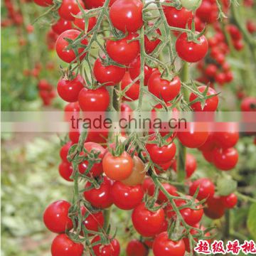 Hybrid Cherry tomato seeds for growing-Super Banto