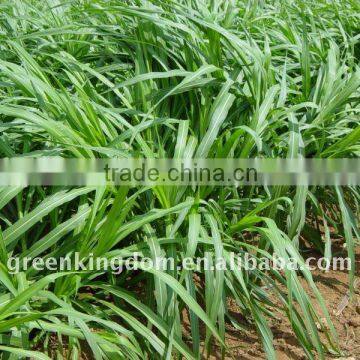 Export High Yield Hybrid Penisetum Forage Seed