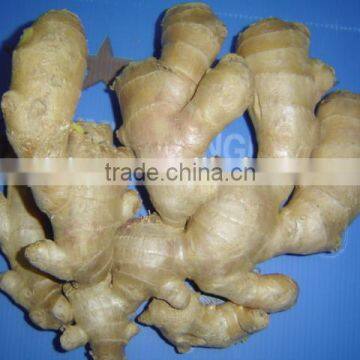 Organic Fresh Ginger photo-6