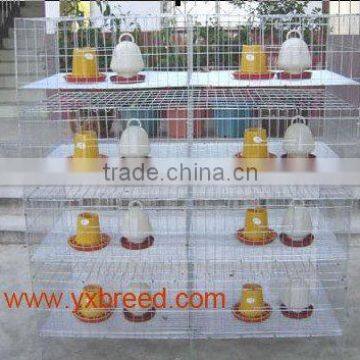 high-quality poultry equipment for broiler