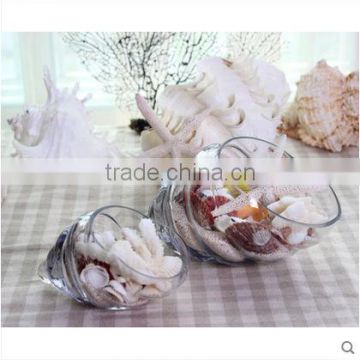 Creative home indoor decoration conch shaped micro landscape clear hand blown glass vase