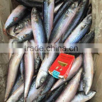 Whole Round Frozen Pacific Mackerel Prices fish