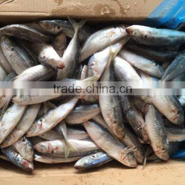 Wholesale Land Frozen Big Eye Scad for Canning photo-2