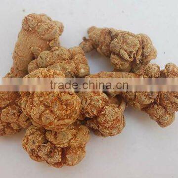 100% Natural Panax Pseudoginseng Notoginseng San Qi or Tian Qi