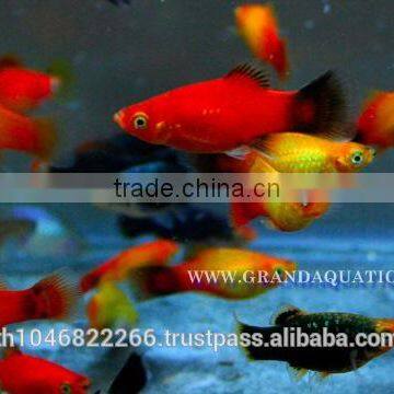 Platy Fish Farm For Sale / Ornamental Fish Exporter photo-4