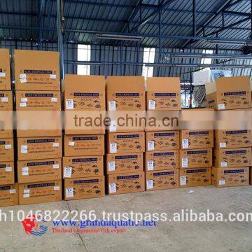 Ornamental Fish Breeder photo-3