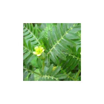 Tribulus Terrestris P.E 20~95% Saponins