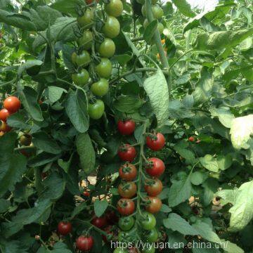 Cherry Tomato Seeds Hot Tomato Greenhouse Plant Tomato Seeds No.69 photo-2
