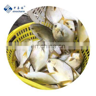 Frozen Fish Whole Round Golden Pomfret  Frozen Golden Pompano