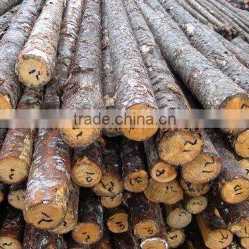 Pine Birch Logs FSC WOOD photo-3