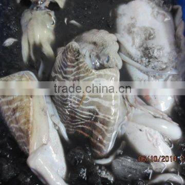 CUTTLE FISH WHOLE