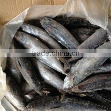 200-300g sea frozen bonito whole round