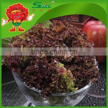 Good Quality Fresh Lettuce For Sale Red Leaf Lettuce photo-2