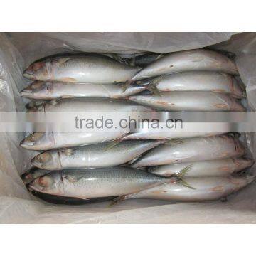 high quality pacific mackerel with lower price for sale