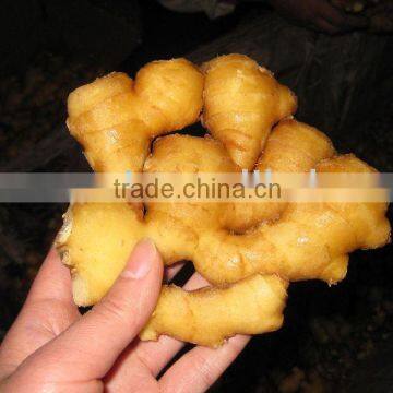 CHINESE FRESH GINGER 150-200g