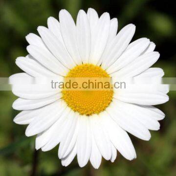 Camomile flower