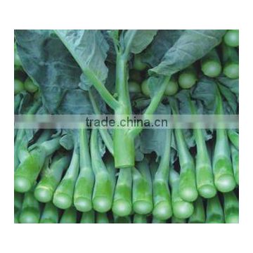 High quality big-stalk kailan seeds chinese kale seeds cabbage chinese Vegetable for planting