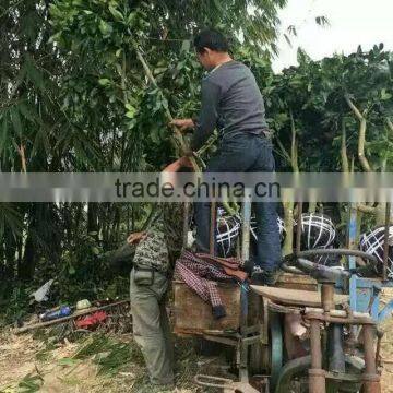 Grapefruit Seedling Trees