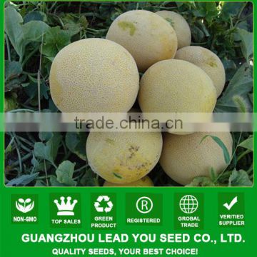 SM01 Ruizaofeng round shape f1 hybrid sweet melon seeds