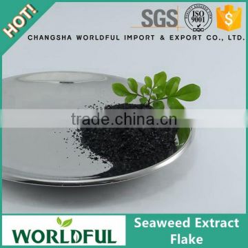 High concentrated algae kelp source organic extract seaweed fertilizer for agriculture