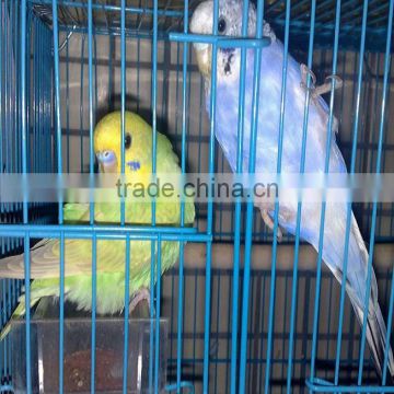 canary birds for sale