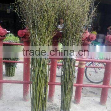 natural plants salix dragon willow from Yunnan