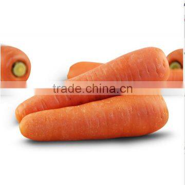 Chinese fresh vegetables fresh carrots