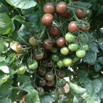 cherry tomato seeds hot tomato greenhouse plant  tomato seeds no.72