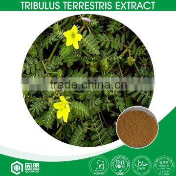 Tribulus Terrestris Extract Tribuloside