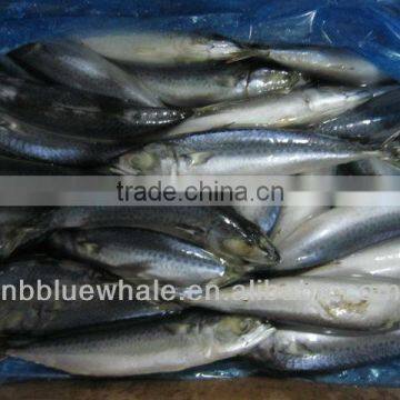 Scomber japonicus frozen pacific mackerel